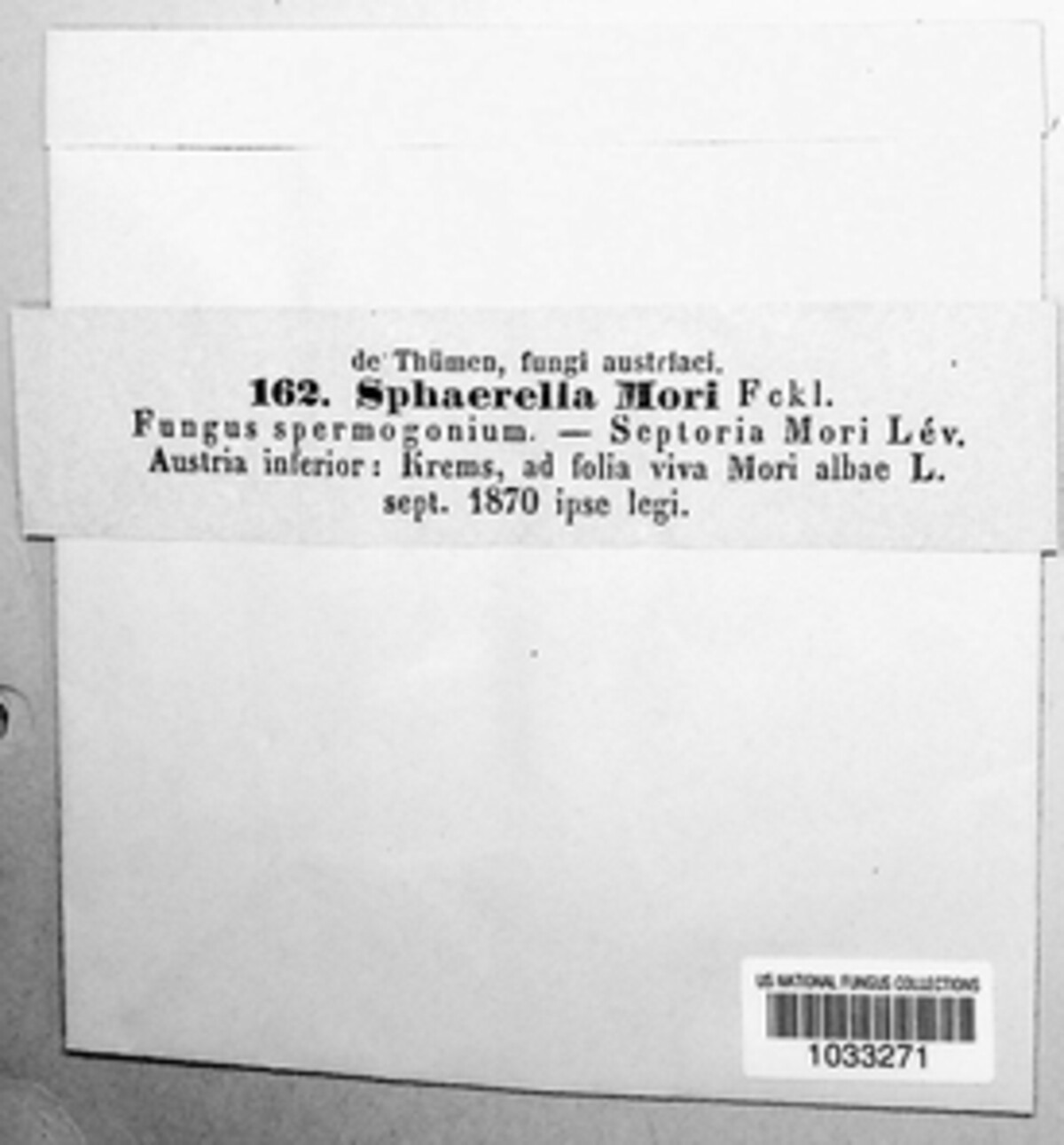 Mycosphaerella mori image